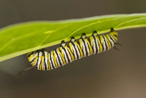 USA, CA, Pismo Beach. Monarch Butterfly (Danaus plexippus) larval stage