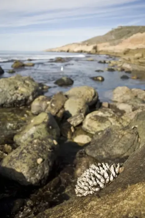Framed Print : USA, CA, San Diego. A cluster of muscles clings to the rocky coast at the tidepools