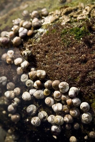 USA, CA, San Diego. Small snales cover a rock in a tidepool. Point Loma, near Cabrillo
