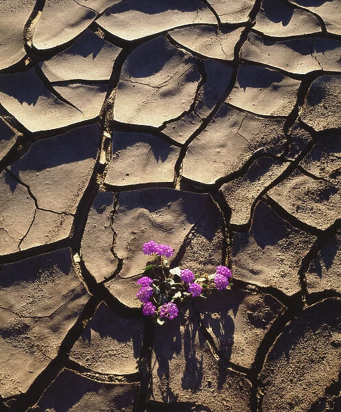 USA; CA, Sand Verbena Wildflowers growing from Cracked Mud in Anza Borrego Desert