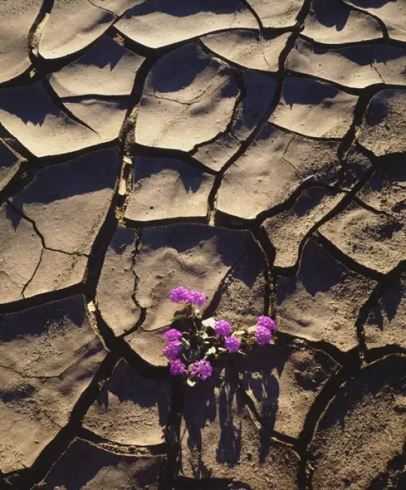 Framed Print : USA; CA, Sand Verbena Wildflowers growing from Cracked Mud in Anza Borrego Desert Framed Print : USA; CA, Sand Verbena Wildflowers growing from Cracked Mud in Anza Borrego Desert
