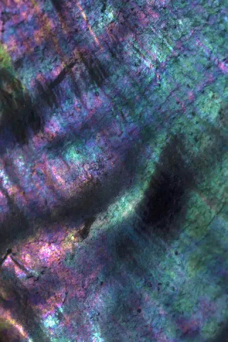 Framed Print : USA, California. Abalone shell close-up. Credit as: Christopher Talbot Frank  /  Jaynes