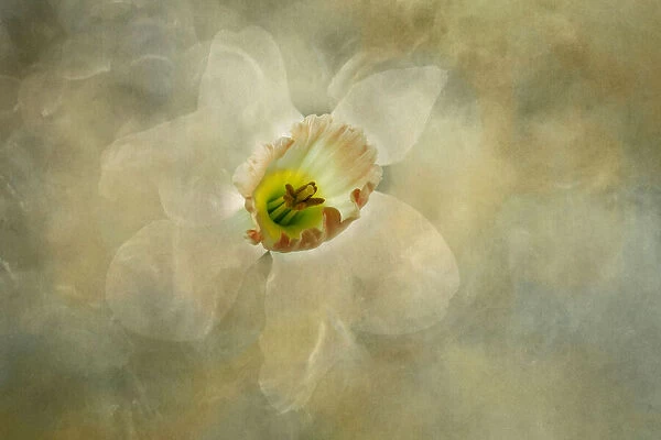 USA, California. Abstract of daffodil close-up