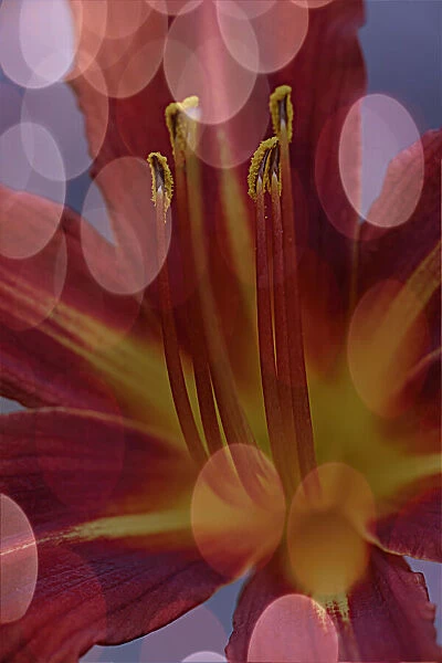 USA, California. Abstract of day lily flower