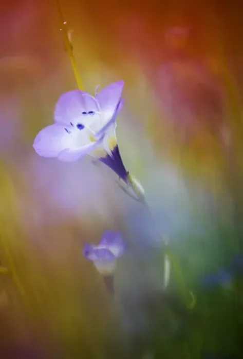 Framed Print : USA, California, Abstract of gilia amidst other wildflowers Framed Print : USA, California, Abstract of gilia amidst other wildflowers