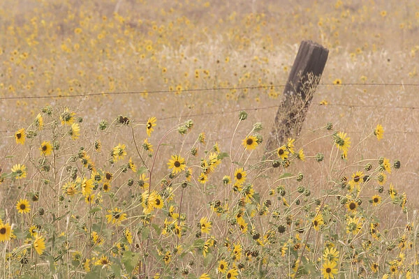 USA, California, Adin. Barbed-wire fence in field of sunflowers