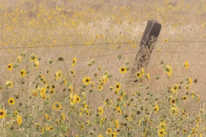 Framed Print : USA, California, Adin. Barbed-wire fence in field of sunflowers Framed Print : USA, California, Adin. Barbed-wire fence in field of sunflowers