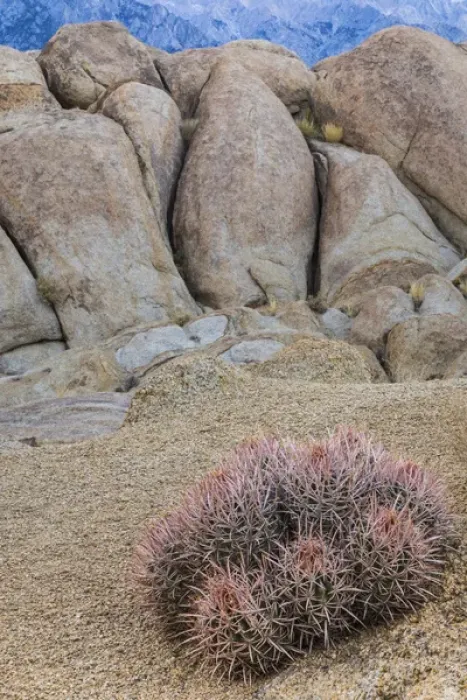 Framed Print : USA, California, Alabama Hills. Barrel cactus and boulders Framed Print : USA, California, Alabama Hills. Barrel cactus and boulders