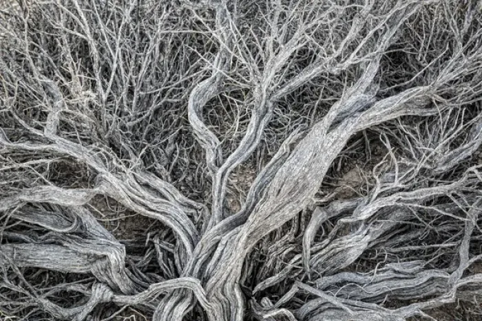 Framed Print : USA, California, Alabama Hills. Close-up of dead sagebrush Framed Print : USA, California, Alabama Hills. Close-up of dead sagebrush