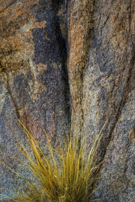 Framed Print : USA, California, Alabama Hills. Close-up of rock face and grass Framed Print : USA, California, Alabama Hills. Close-up of rock face and grass