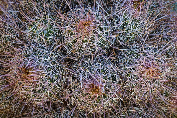 USA, California, Alabama Hills. Detail of barrel cacti