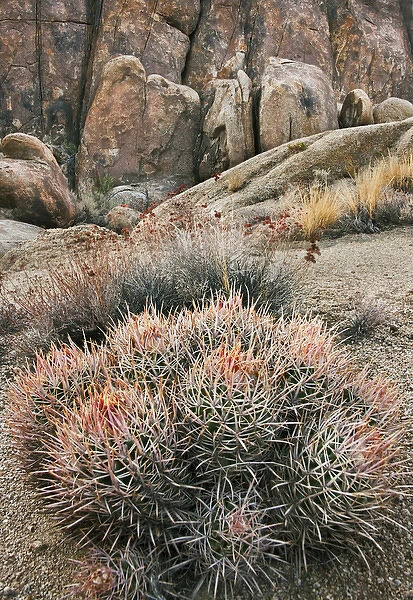 USA California Alabama Hills Cactus