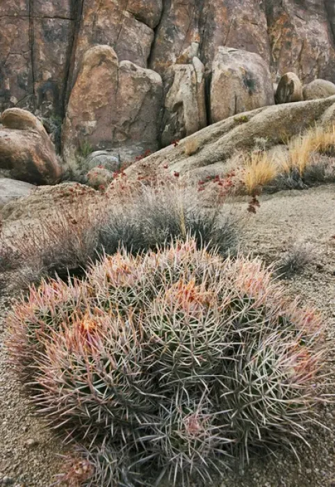Framed Print : USA California Alabama Hills Cactus Framed Print : USA California Alabama Hills Cactus