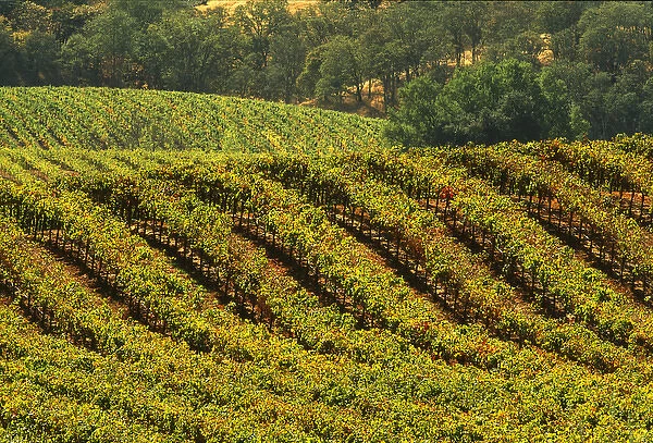 USA, California, Alexander Valley, wine country, rolling vineyards