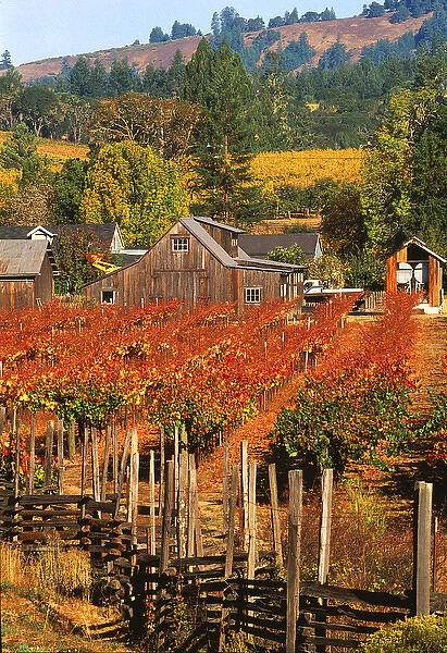 USA, California, Anderson Valley, wine country, fall color in vineyards and wineries