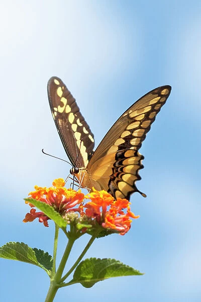 USA, California. Anise swallowtail butterfly on flower