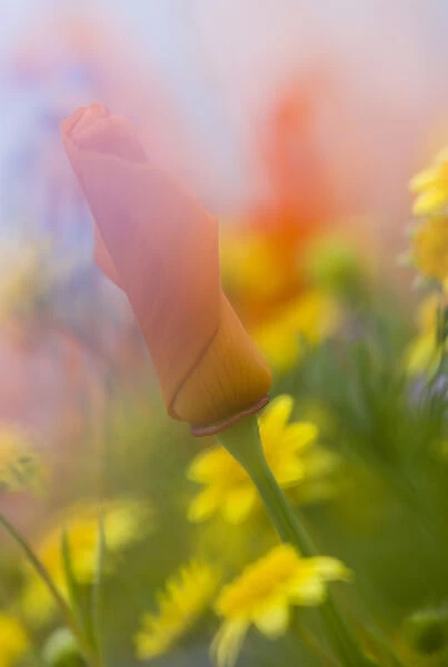USA, California, Antelope Valley, Abstract of poppies and wildflowers. Credit as