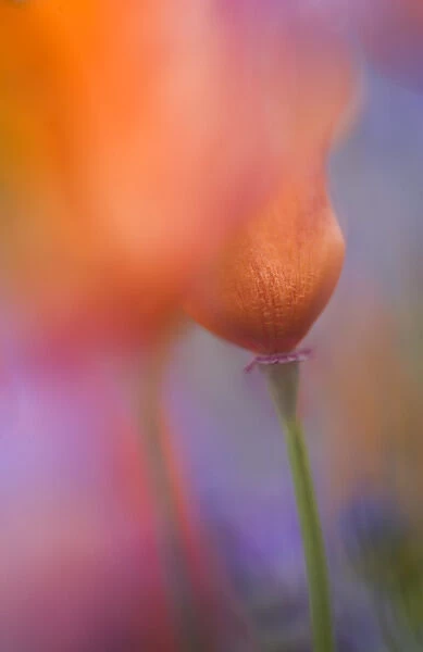 USA, California, Antelope Valley, Abstract of wild poppies