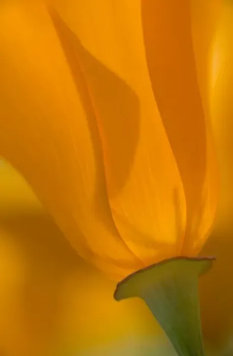 Framed Print : USA, California, Antelope Valley, Close-up of backlit poppy Framed Print : USA, California, Antelope Valley, Close-up of backlit poppy