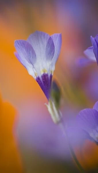 USA, California, Antelope Valley, Gilia flower close-up