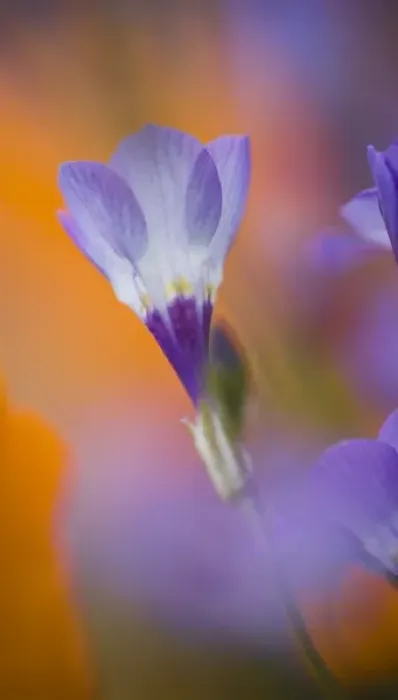 Framed Print : USA, California, Antelope Valley, Gilia flower close-up Framed Print : USA, California, Antelope Valley, Gilia flower close-up