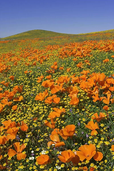 USA, California, Antelope Valley State Poppy Reserve. Poppies and goldfields cover hillsides