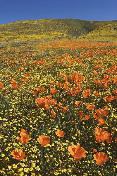 USA, California, Antelope Valley State Poppy Reserve. Poppies and goldfields cover hillsides