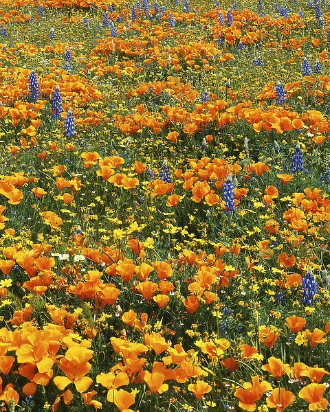 USA, California, Antelope Valley, Wildflowers