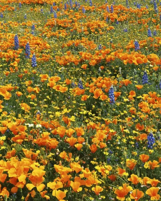 Framed Print : USA, California, Antelope Valley, Wildflowers Framed Print : USA, California, Antelope Valley, Wildflowers