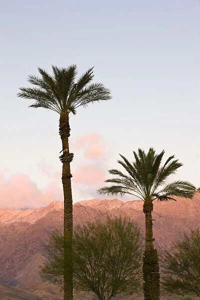 USA, California, Anza-Borrego Desert State Park. Palms and mountain sunrise
