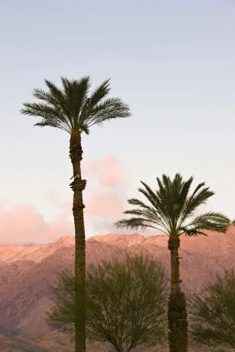 Framed Print : USA, California, Anza-Borrego Desert State Park. Palms and mountain sunrise Framed Print : USA, California, Anza-Borrego Desert State Park. Palms and mountain sunrise