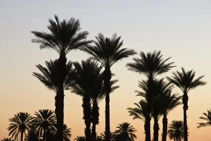 Framed Print : USA, California, Anza-Borrego Desert State Park. Palms at dawn Framed Print : USA, California, Anza-Borrego Desert State Park. Palms at dawn
