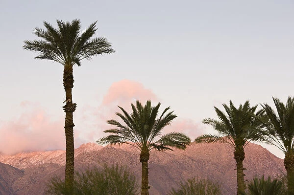 USA, California, Anza-Borrego Desert State Park. Palms and mountain sunrise