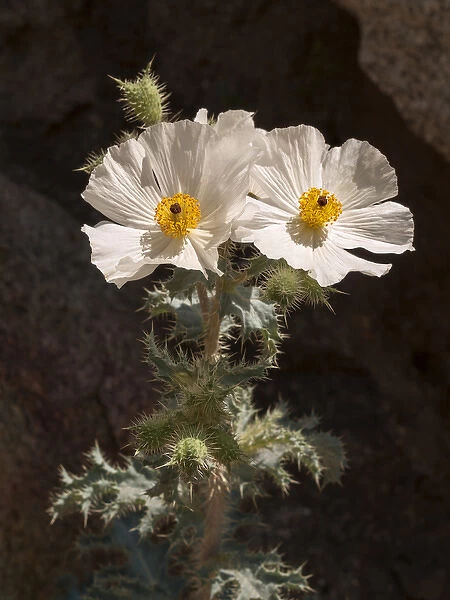 USA, California, Anza-Borrego Desert State Park, Prickly poppy on Palm Canyon Trail