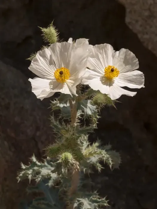 Framed Print : USA, California, Anza-Borrego Desert State Park, Prickly poppy on Palm Canyon Trail Framed Print : USA, California, Anza-Borrego Desert State Park, Prickly poppy on Palm Canyon Trail