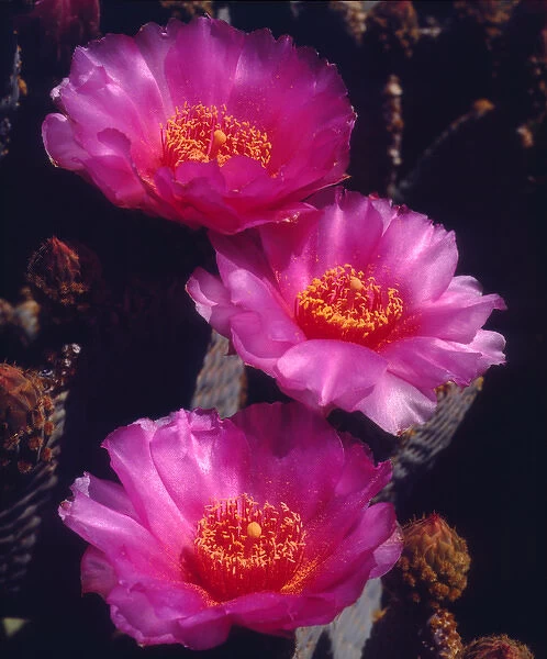 USA; California; Anza Borrego Desert State Park; Beavertail Cactus Flowers