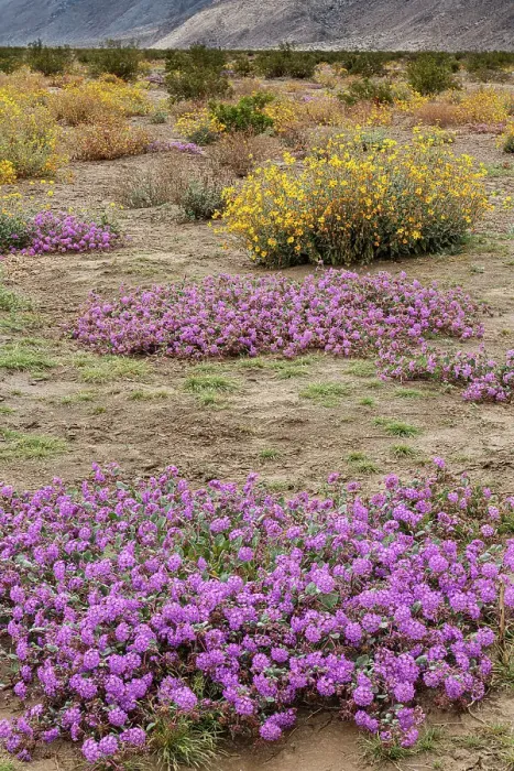 Framed Print : USA, California, Anza-Borrego Desert State Park. Scenic with desert wildflowers. ©Don Grall  /  Jaynes Gallery  /  DanitaDelimont.com