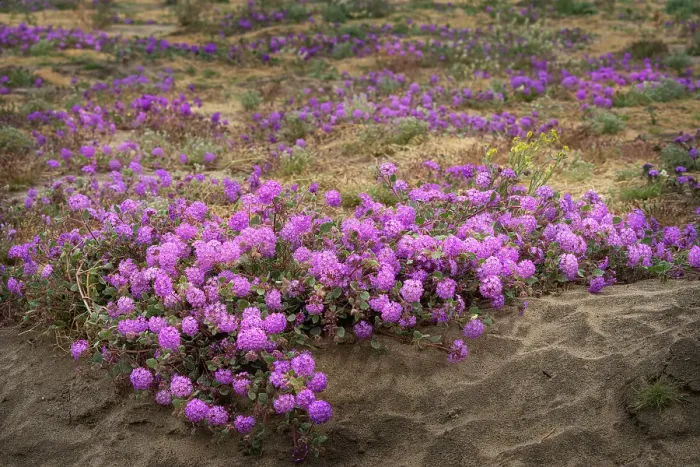 Framed Print : USA, California, Anza-Borrego Desert State Park. Close-up of purple sand verbena flowers. ©Don Grall / Jaynes Gallery / DanitaDelimont.com Framed Print : USA, California, Anza-Borrego Desert State Park. Close-up of purple sand verbena flowers. ©Don Grall / Jaynes Gallery / DanitaDelimont.com