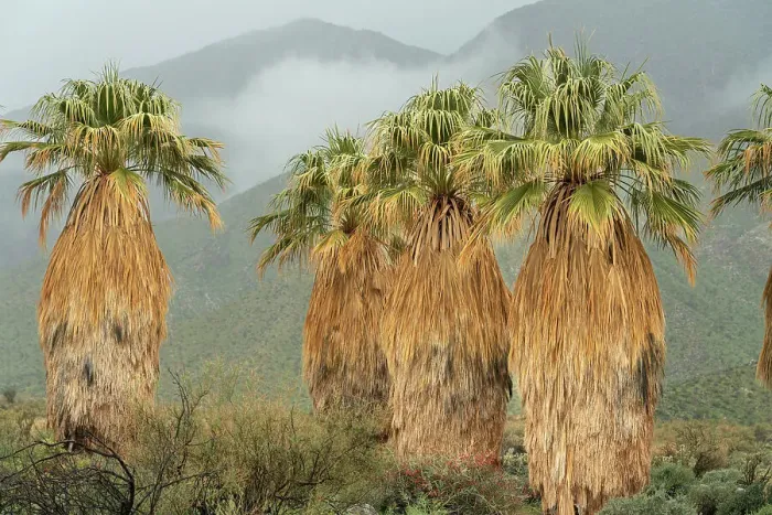 Framed Print : USA, California, Anza-Borrego Desert State Park. Landscape with California fan palm trees and fog on hills. ©Don Grall  /  Jaynes Gallery  /  DanitaDelimont.com