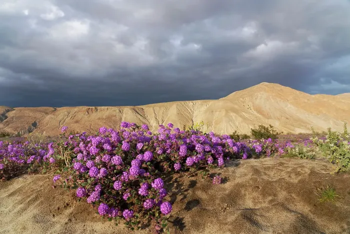 Framed Print : USA, California, Anza-Borrego Desert State Park. Purple sand verbena and arid desert hillside. ©Don Grall / Jaynes Gallery / DanitaDelimont.com Framed Print : USA, California, Anza-Borrego Desert State Park. Purple sand verbena and arid desert hillside. ©Don Grall / Jaynes Gallery / DanitaDelimont.com