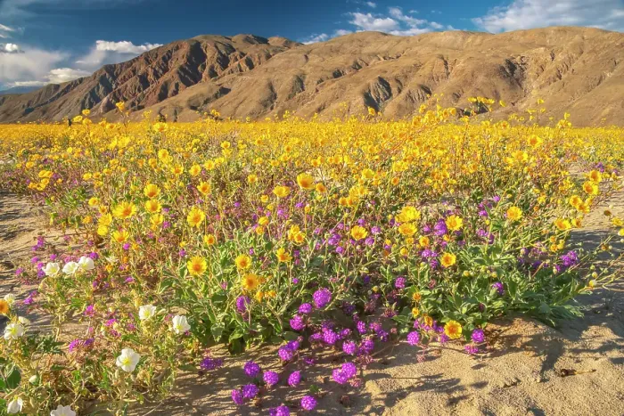 Framed Print : USA, California, Anza Borrego Desert State Park. Blooming desert flowers. ©Cathy & Gordon Illg  /  Jaynes Gallery  /  DanitaDelimont.com