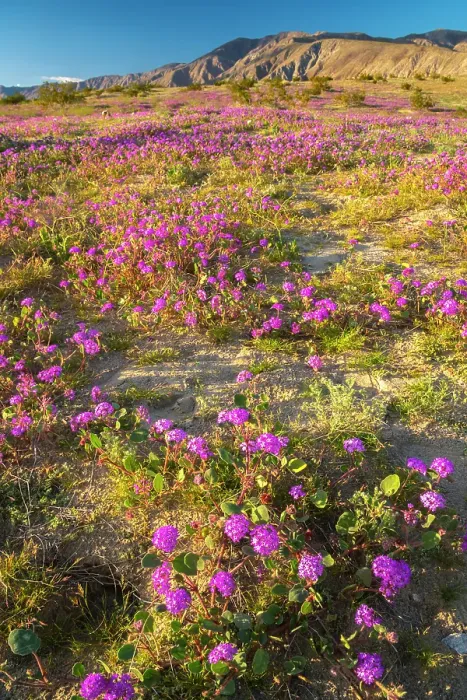 Framed Print : USA, California, Anza Borrego Desert State Park. Blooming verbena flowers. ©Cathy & Gordon Illg  /  Jaynes Gallery  /  DanitaDelimont.com
