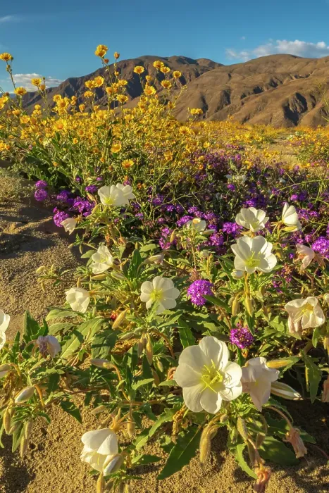 Framed Print : USA, California, Anza Borrego Desert State Park. Blooming desert flowers. ©Cathy & Gordon Illg / Jaynes Gallery / DanitaDelimont.com Framed Print : USA, California, Anza Borrego Desert State Park. Blooming desert flowers. ©Cathy & Gordon Illg / Jaynes Gallery / DanitaDelimont.com