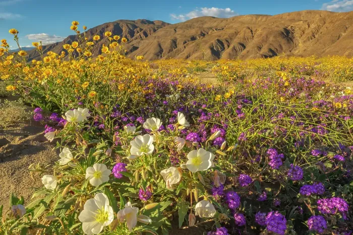 Framed Print : USA, California, Anza Borrego Desert State Park. Blooming desert flowers. ©Cathy & Gordon Illg  /  Jaynes Gallery  /  DanitaDelimont.com
