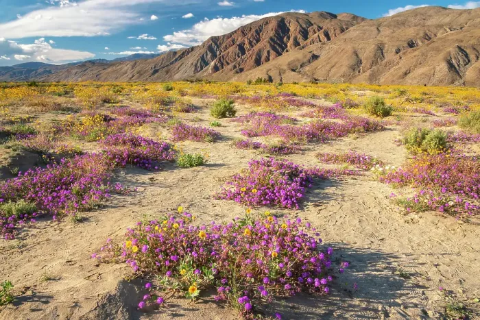 Framed Print : USA, California, Anza Borrego Desert State Park. Blooming verbena and goldfields flowers. ©Cathy & Gordon Illg  /  Jaynes Gallery  /  DanitaDelimont.com