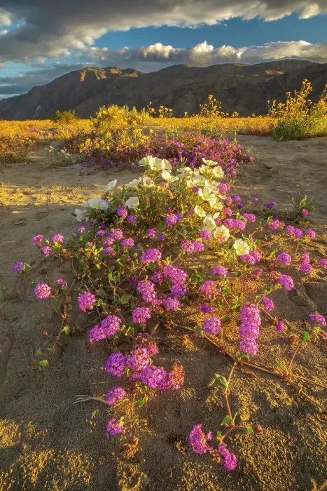 Framed Print : USA, California, Anza Borrego Desert State Park. Blooming desert flowers. ©Cathy & Gordon Illg  /  Jaynes Gallery  /  DanitaDelimont.com