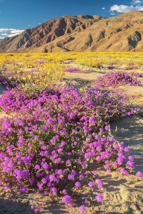 Framed Print : USA, California, Anza Borrego Desert State Park. Blooming verbena and goldfields flowers. ©Cathy & Gordon Illg  /  Jaynes Gallery  /  DanitaDelimont.com