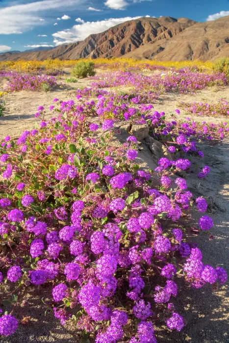 Framed Print : USA, California, Anza Borrego Desert State Park. Blooming verbena and goldfields flowers. ©Cathy & Gordon Illg  /  Jaynes Gallery  /  DanitaDelimont.com