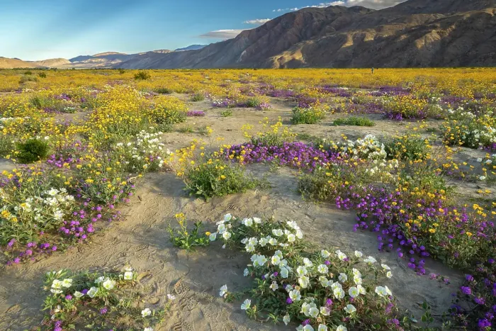 Framed Print : USA, California, Anza Borrego Desert State Park. Blooming desert flowers. ©Cathy & Gordon Illg / Jaynes Gallery / DanitaDelimont.com Framed Print : USA, California, Anza Borrego Desert State Park. Blooming desert flowers. ©Cathy & Gordon Illg / Jaynes Gallery / DanitaDelimont.com