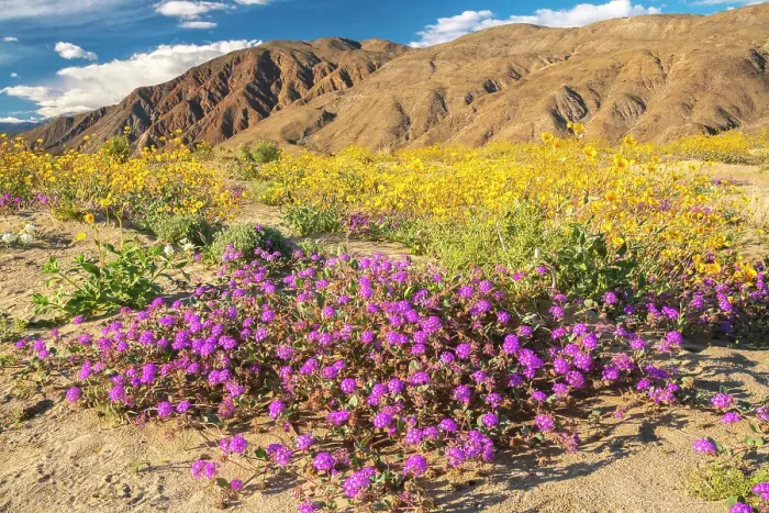 Framed Print : USA, California, Anza Borrego Desert State Park. Blooming verbena and goldfields flowers. ©Cathy & Gordon Illg / Jaynes Gallery / DanitaDelimont.com Framed Print : USA, California, Anza Borrego Desert State Park. Blooming verbena and goldfields flowers. ©Cathy & Gordon Illg / Jaynes Gallery / DanitaDelimont.com